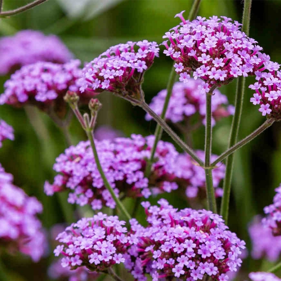 Sapun Lichid - KABINETT - 500 ml - Verbina si Aloe Vera 