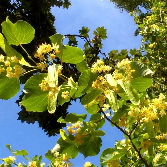 Sapun Lichid - KABINETT - 500 ml - Flori de Tei si Aloe Vera